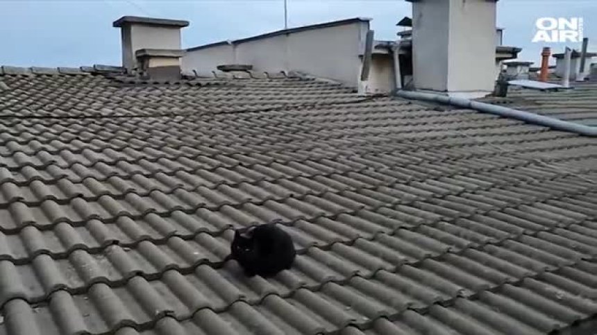 Зоозащитници в Русе спасиха изоставено коте, търсят му семейство