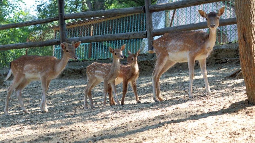 9 сърни са отровени в зоопарка в Благоевград. 5 вече са мъртви