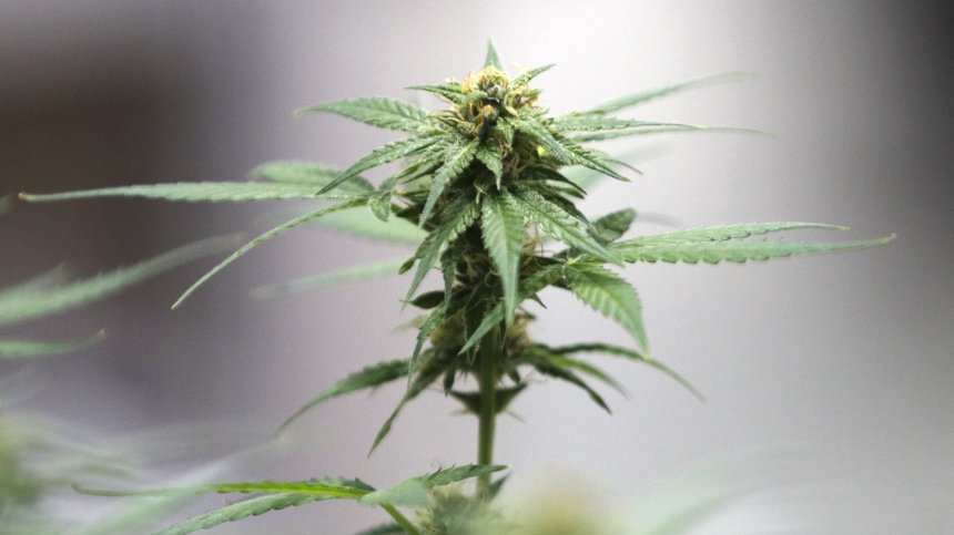 Гърция забрани продажбата на желирани бонбони с канабис