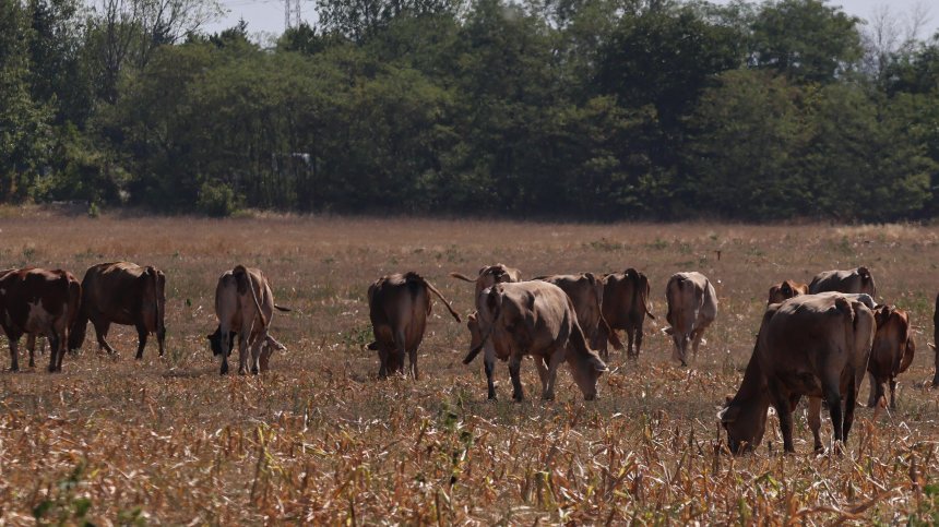 Опасност: Стадо крави пресича жп линията София - Перник по два пъти на ден