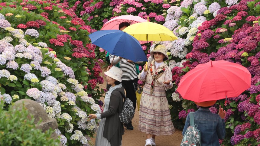 В Япония също отчетоха рекордни температури