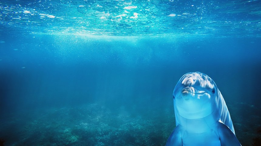 Заснеха делфини да плуват край опустелия Босфор (+Видео)