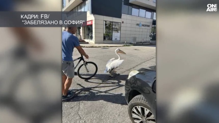 Пеликани избягаха от зоопарка в София и се разходиха по улиците