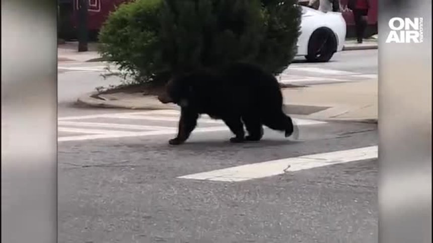 Мечка рецидивист се разхожда невъзмутимо в Северна Каролина