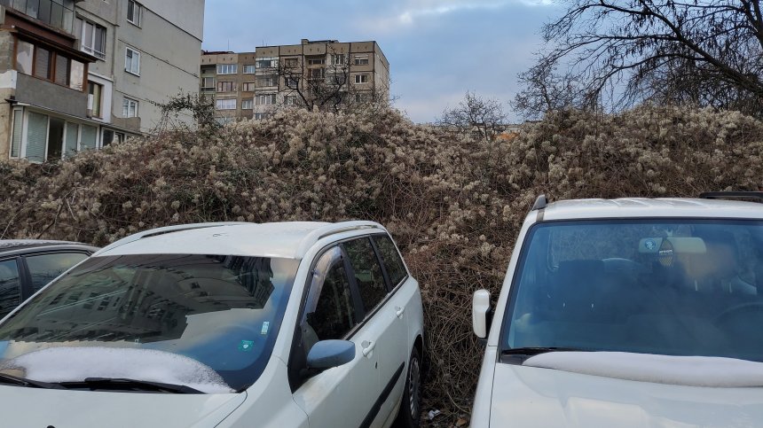 Площадка и паркинг в София са превзети от висока растителност и боклуци