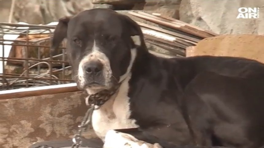 Паника в бургаско село: Агресивен питбул хапе хора и убива други кучета