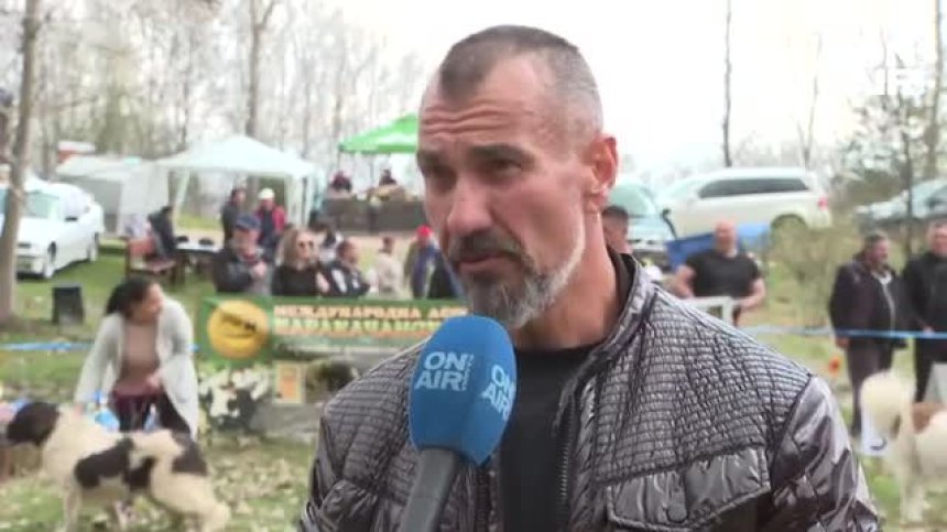 Национална изложба на Каракачански кучета се провежда в софийското село Железница