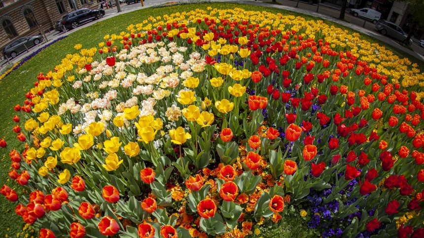 Цветно настроение с пъстри лалета в София