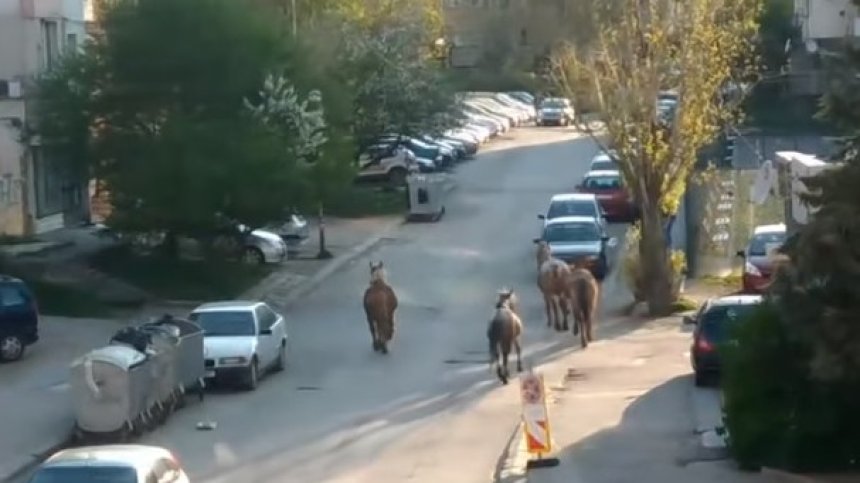 Helpbook: Подплашени коне препускат в столичния кв. "Овча купел"