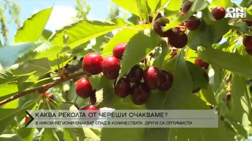 Каква реколта очакват черешопроизводителите?