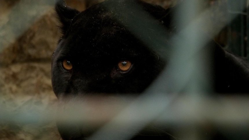 Няма следи от черния леопард, местят фотокапаните до жилищни райони