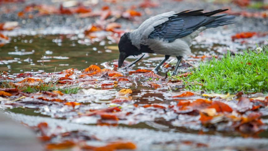 "Жълт дъжд" с неясен произход стресна жители на варненско село