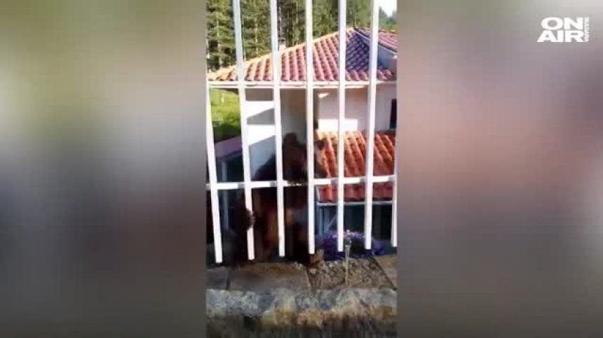 Откриха 4-месечно мече в двора на къща в пернишко село 