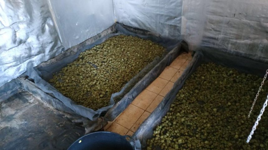 Задържаха 60-годишен мъж във Варна за отглеждане на марихуана