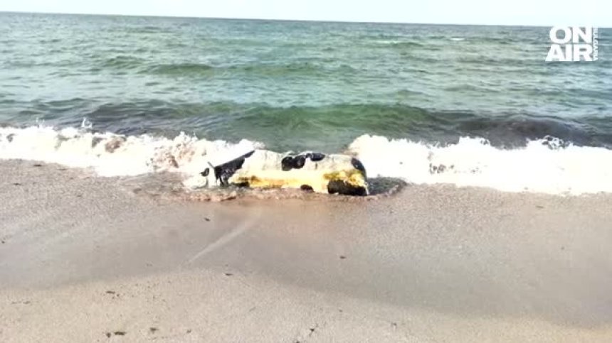 Без рога и уши: Пореден труп на крава бе изхвърлен от морето в района на Черноморец