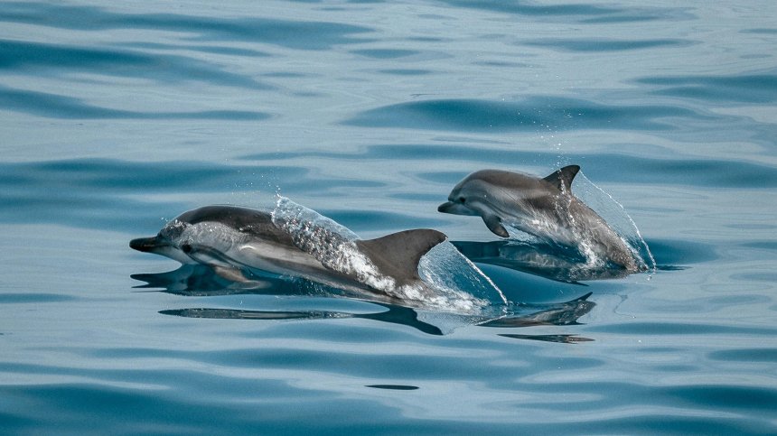 Делфините в Черно море са застрашени от изчезване
