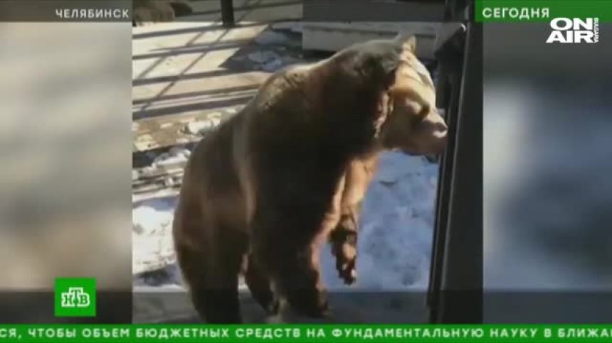 Свръхактивна мечка с бурен танц в руски зоопарк