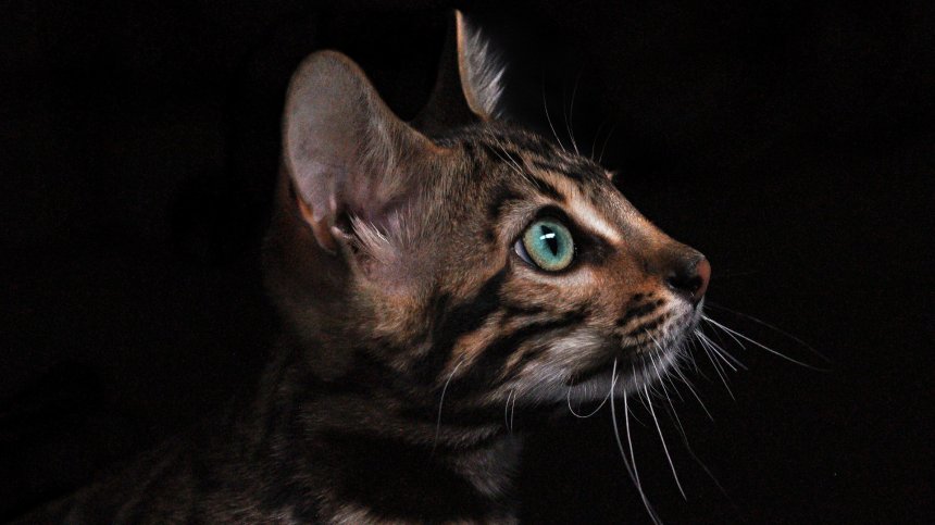 БАБХ задържа 16 домашни животни с нередовни документи на границата