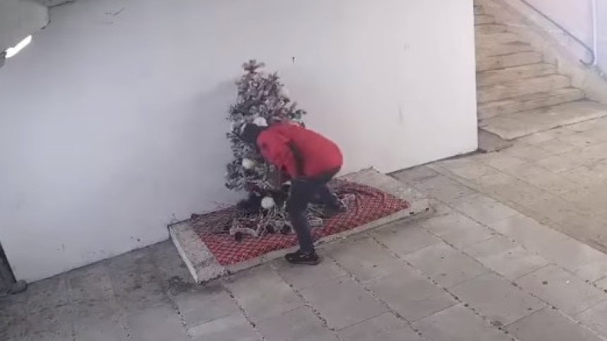 Вандали откраднаха коледна елха в Перник (+ВИДЕО)