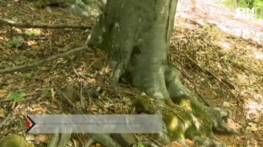  Масово недоволство след орязани дървета