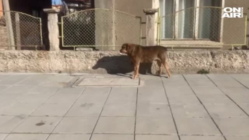 Глутница кучета нахапа дете в Дупница, приютът в града не работи