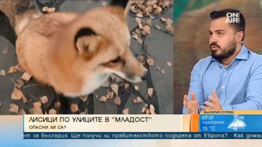 Диви животни слизат в града - как да реагираме