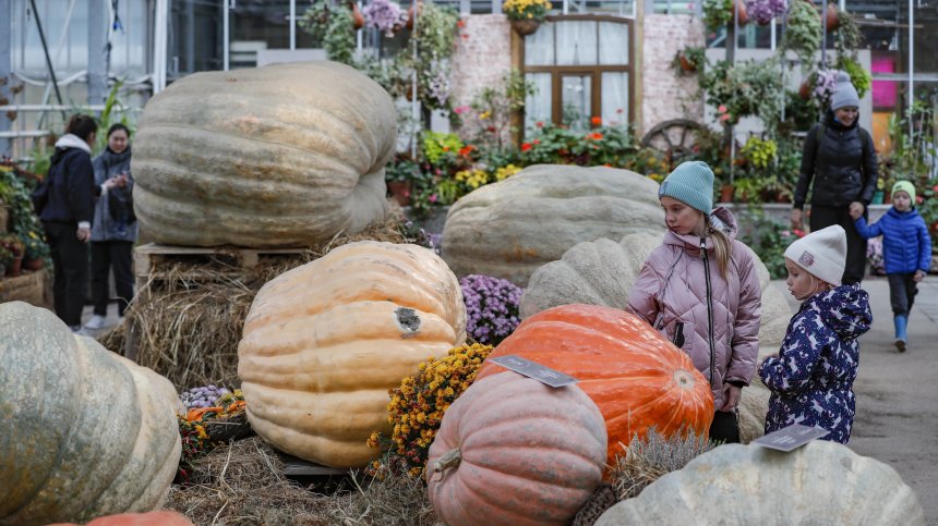 Семейство фермери от Охайо отглеждат 990-килограмова тиква (+ВИДЕО)