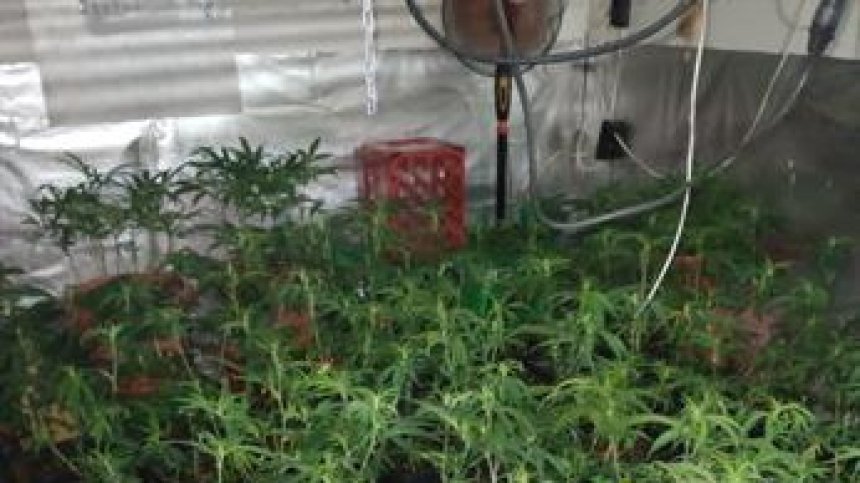 СДВР разби нова наркооранжерия в "Орландовци"