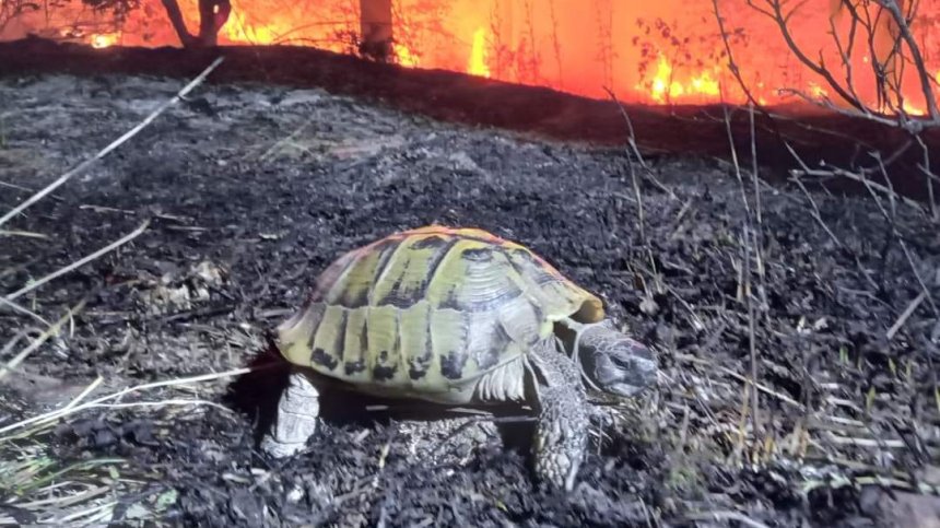 Студенти излекуваха обгорели при пожарите животни и птици