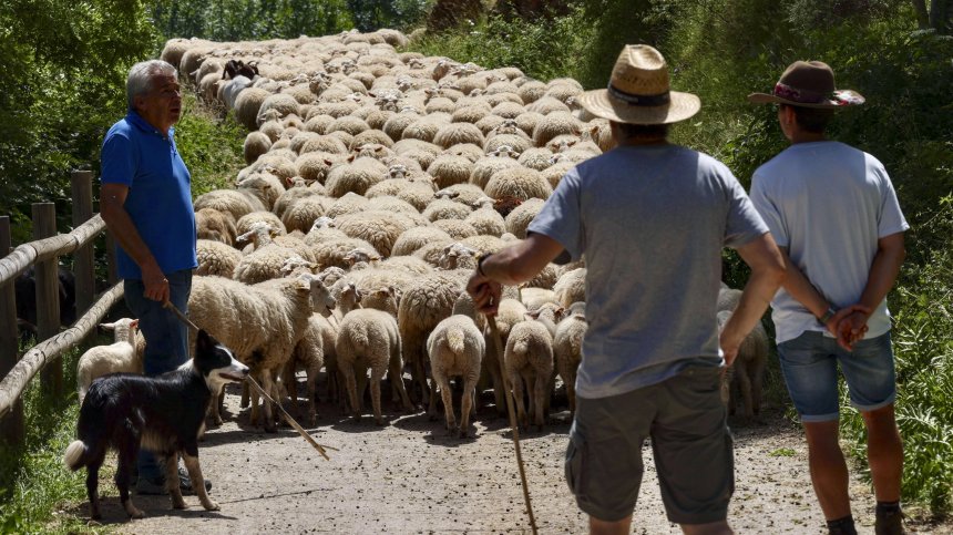 Гръцкото животновъдство е пред локдаун: 300 000 овце са убити заради шарка