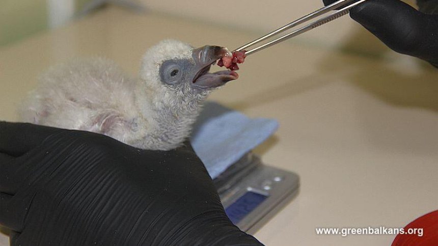 Огромен успех и гордост: В инкубатор на "Зелени Балкани" се излюпи белоглав лешояд (+ВИДЕО)