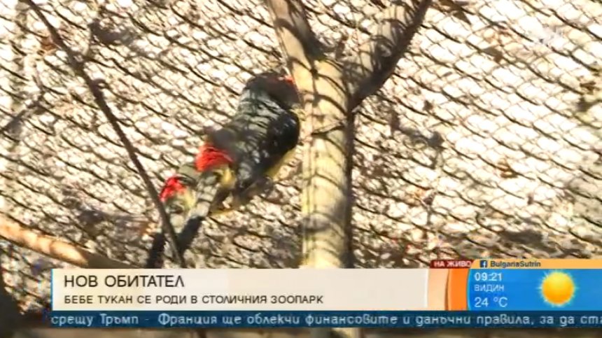 Туканче и египетски лешояди са най-новите попълнения в Столичния зоопарк