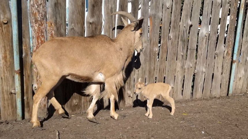 На третия ден от Коледа се роди гривест козирог в бургаския зоопарк