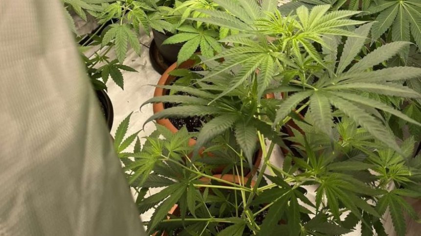 Разбиха 5 мобилни наркооранжерии в Русе