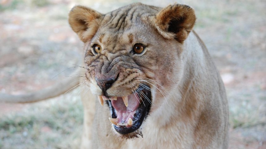 "Домашна" лъвица нападна дете и мъж в Тайланд