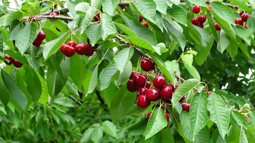 Полицаи пазят черешите в Кюстендилско