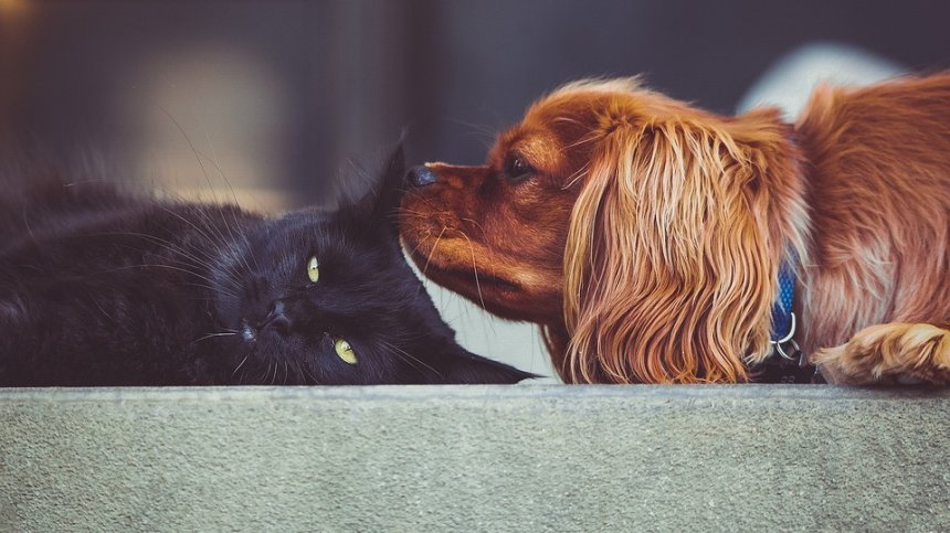 Етеричните масла могат да бъдат токсични за домашните ни любимци