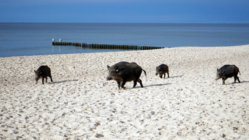 Глигани се разхождат по плажовете на Италия