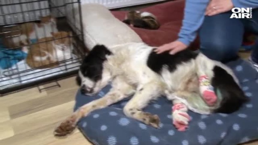 Жена спаси осакатено куче, захвърлено край Кърджали