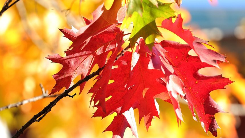 Посрещаме октомври със слънчево време, температури ще достигнат до 28 градуса