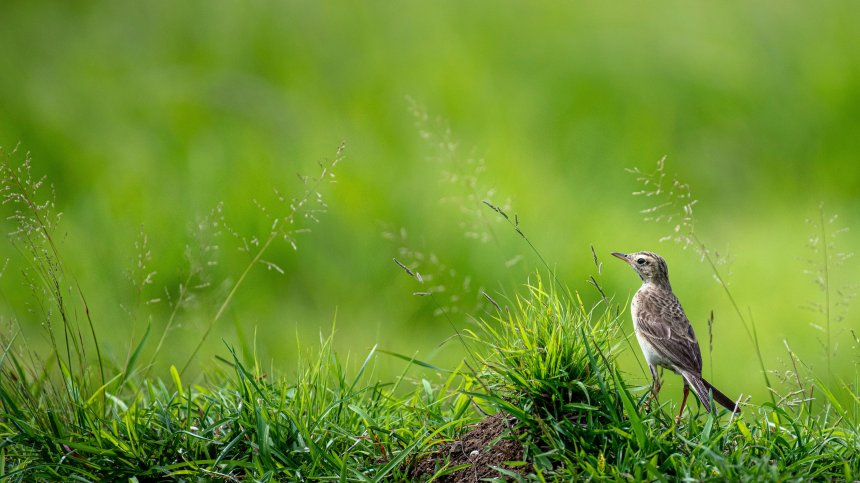Тревожно: С четвърт са намалели птиците в земеделските земи