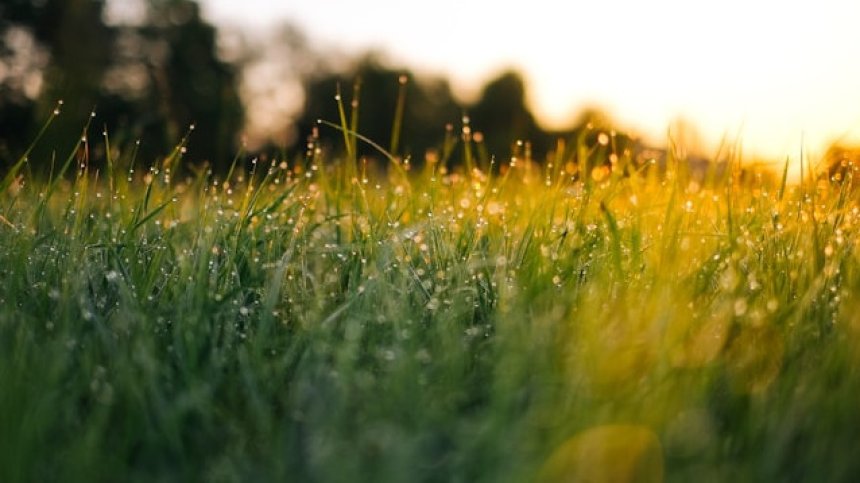 Предимствата на робота косачка пред традиционната