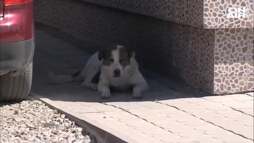 Бездомно куче нахапа 6-годишно дете в Дупница