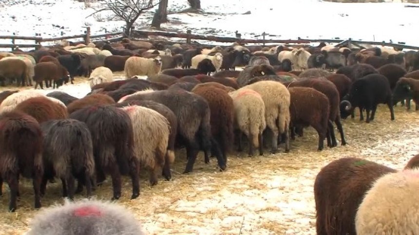 Забраняват движението на дребни преживни животни в Пазаржишко