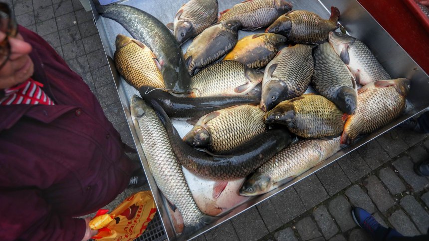 Колко ще ни струва шаранът за Никулден тази година