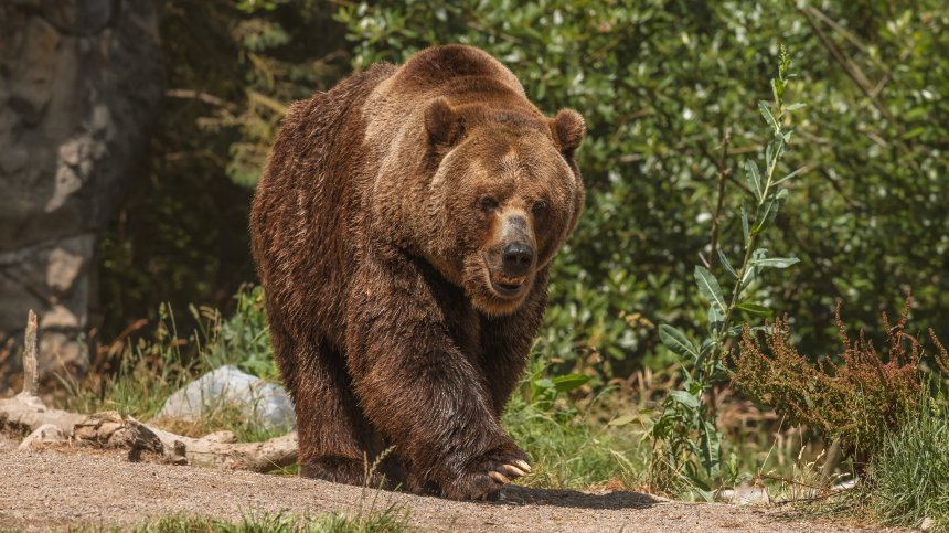 Жена се бори храбро с мечка и спаси съпруга си при нападение