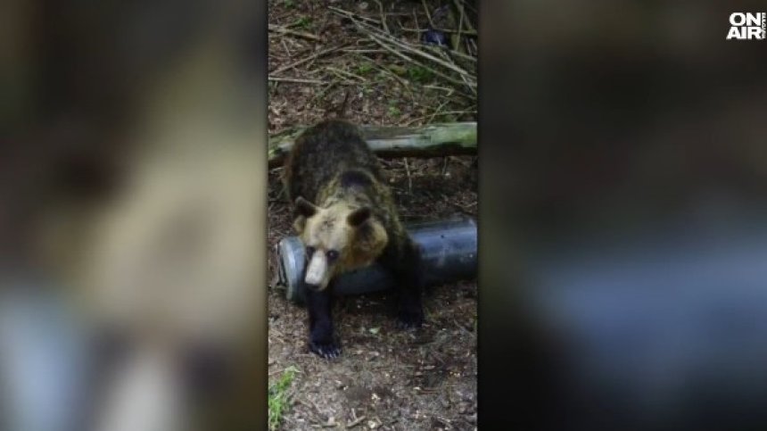 Мечета бродят около Шипка и опустошават пчелини