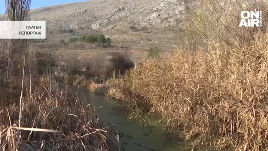 Зарибиха Драгоманското блато, за да опазят защитения голям воден бик