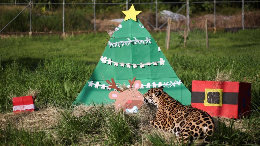 Коледни изненади за животните в Колумбия (СНИМКИ)