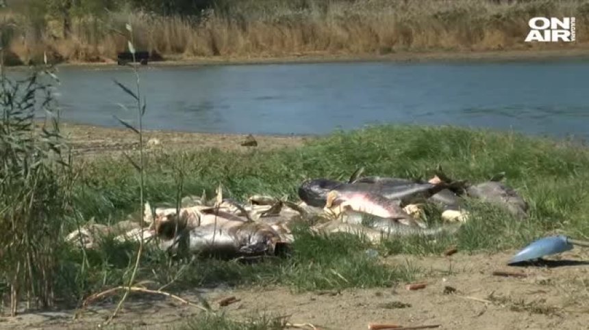 Откриха огромно количество измряла риба в язовир край Черноморец